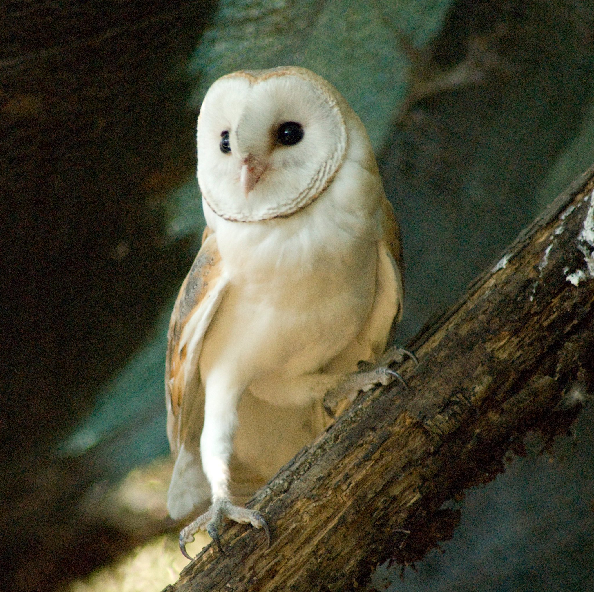 The San Silvestro Wood - Reggia di Caserta